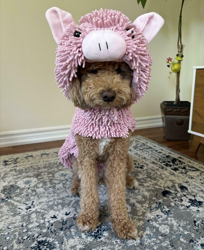Trying On The New Halloween Costume