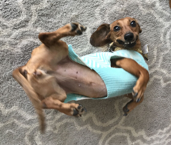 Dottie The Derpy Dachshund