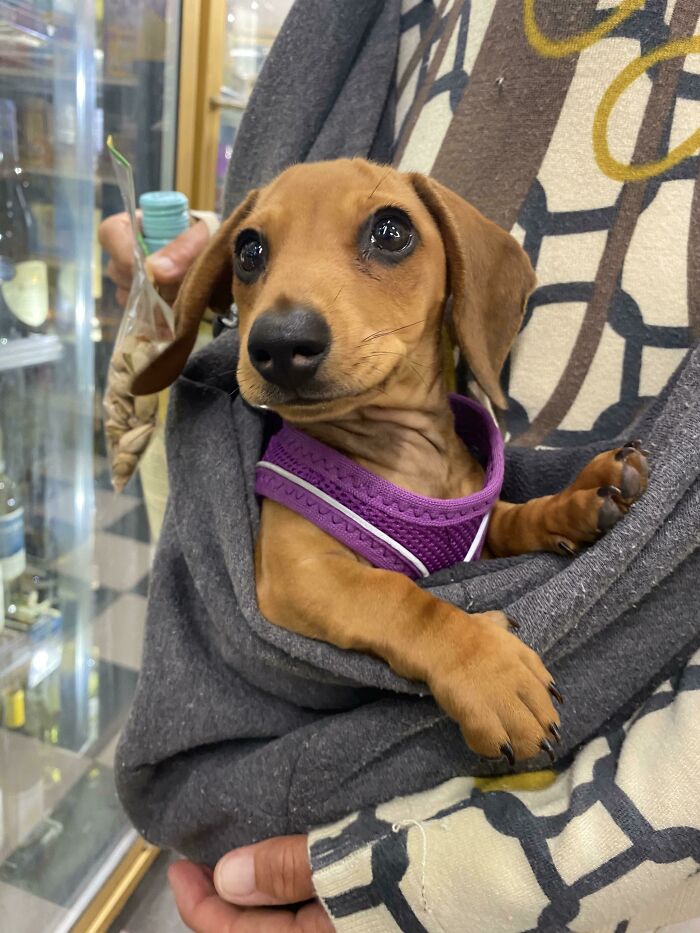 Ripper, A Mini Doxie I Met At The Liquor Store