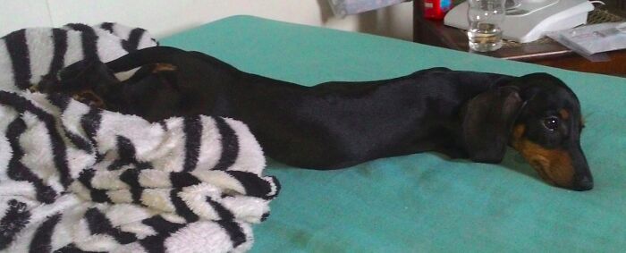 The Wiener Dog Melted On My Bed