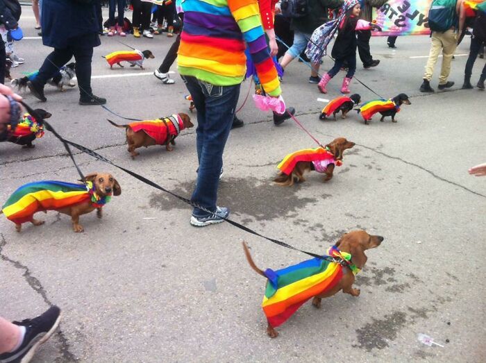 Dachshund Parade At Edmonton Pride 2017