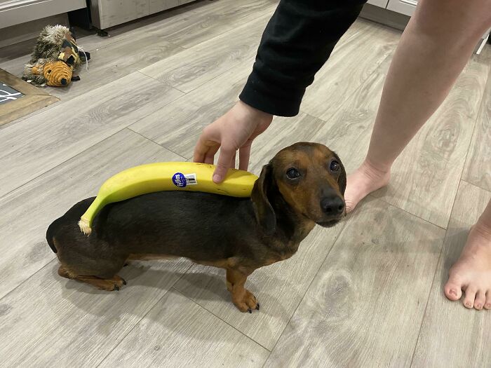 Banana With Wiener Dog For Scale
