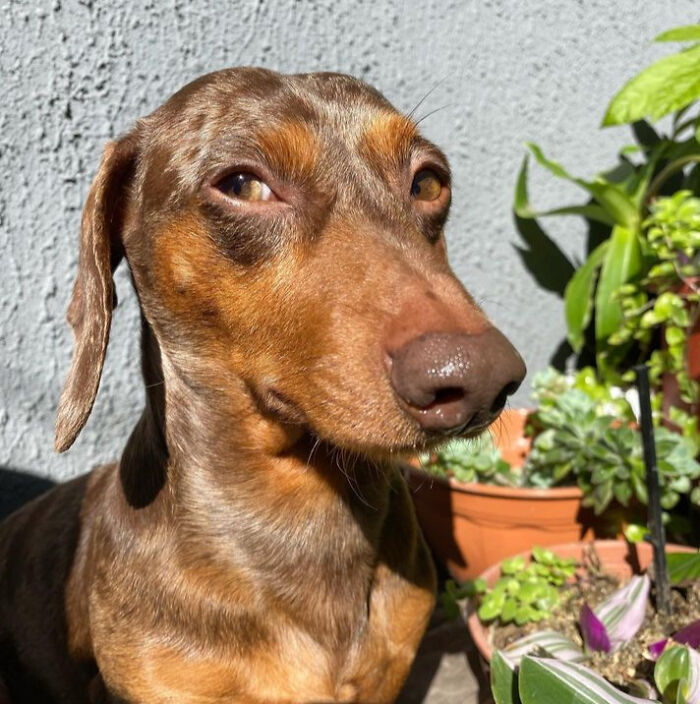 Do All Dachshunds Like Gardening?