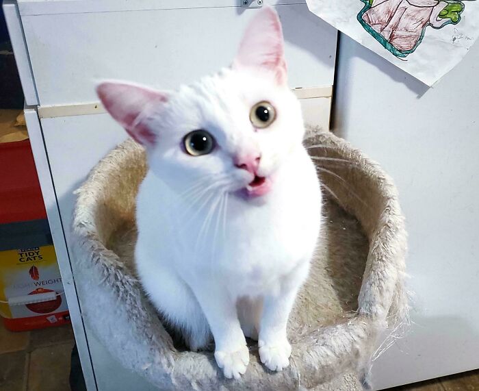 White cat with open mouth sitting in a cozy perch, exemplifying feline drama queens.