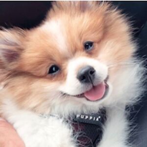 victoriaharinpark avatar