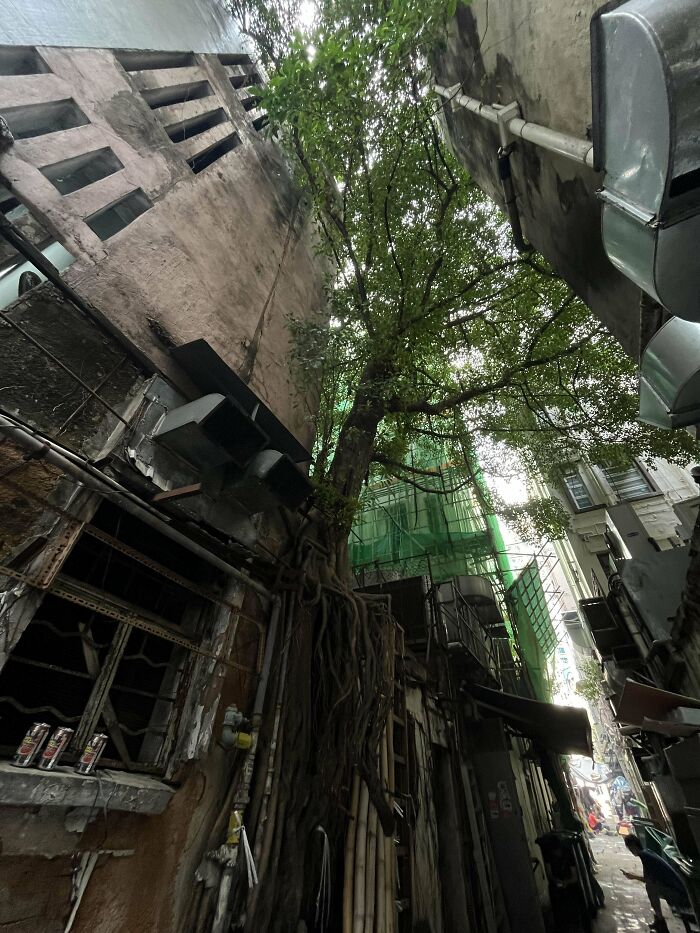 Urban decay scene with deteriorating buildings and overgrown tree, illustrating a challenging living environment.