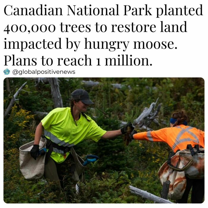 Workers planting trees in Canadian National Park to restore land, part of a positive global effort to improve the environment.