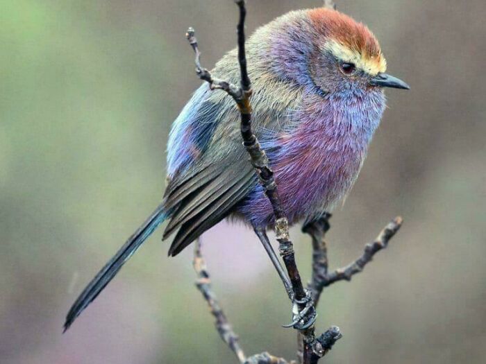 Colorful bird perched on a branch, showcasing nature's beauty and vibrant plumage.