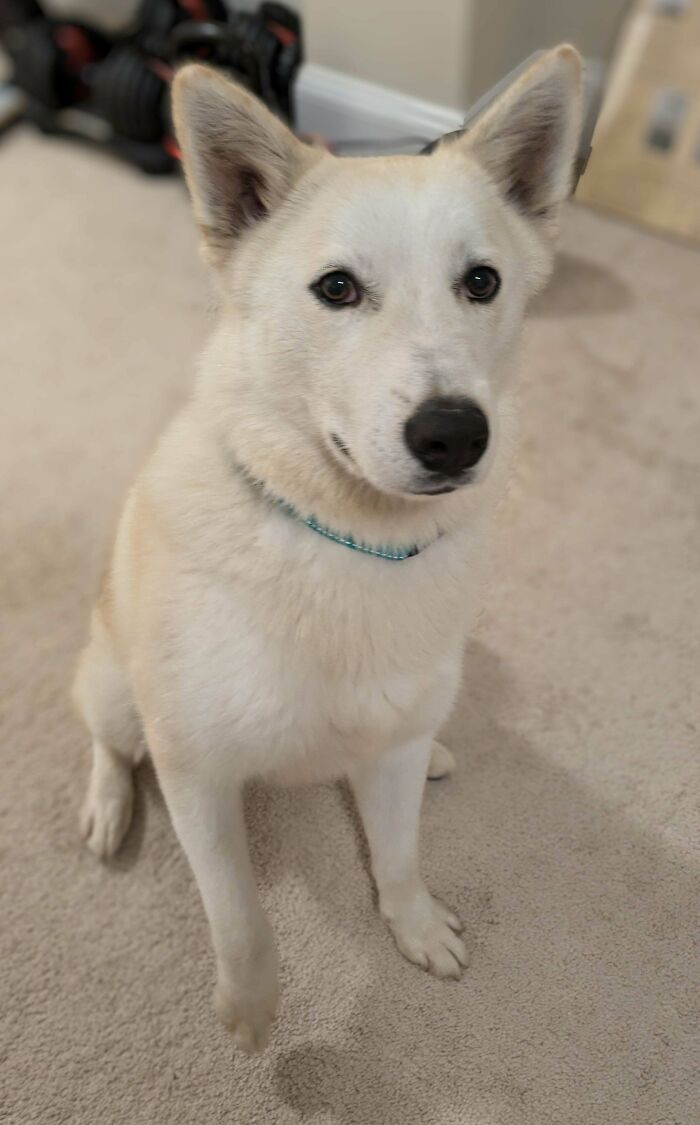 Do You Think He's A Husky Mix?