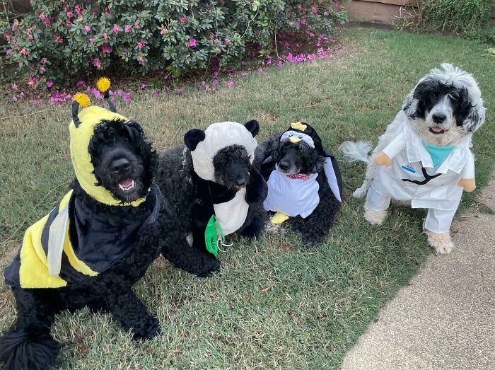 My Mom Just Sent Me This Picture Of Her Dogs Dressed Up For Halloween. I Think A Permit Is Required For This Kind Of Cuteness