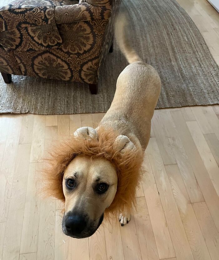 Ladybird Was A Lion For Halloween