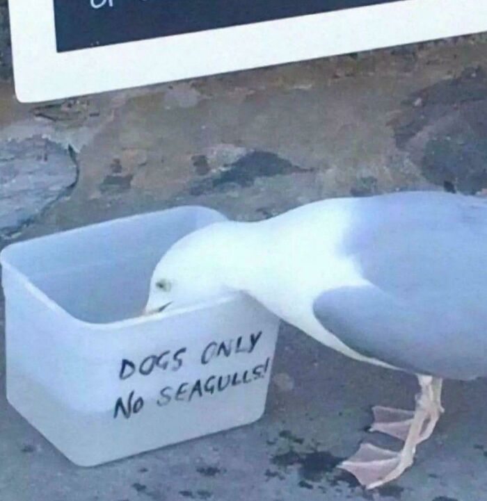 Seagull drinking from a container labeled "Dogs Only, No Seagulls," humorously ignoring the rule.