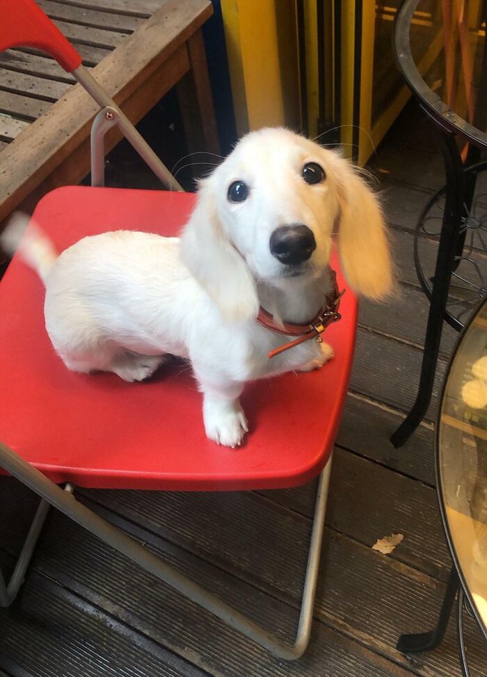Spotted A White Dachshund