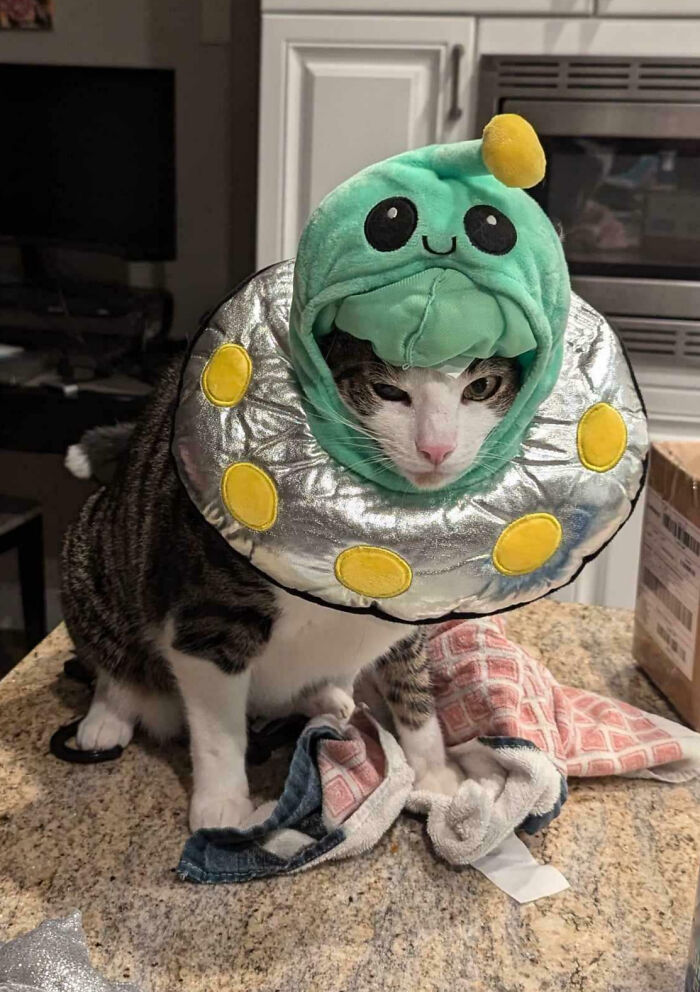 Ding Is Very Happy It's Halloween Season Again