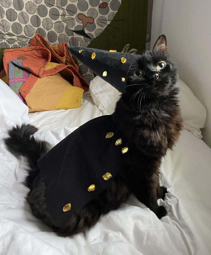My Wife Made A Halloween Costume For Our Black Cat. Meet Tula, Our Little Witch