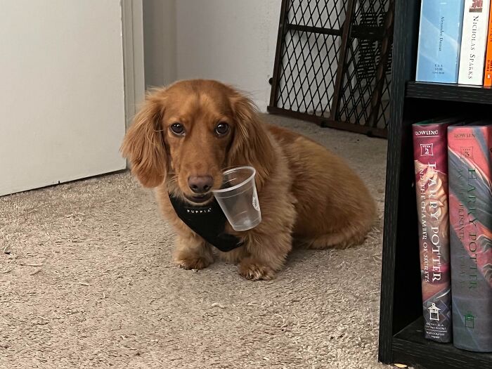 He Finished His Pup Cup Nearly 3 Hours Ago But Insists On Carrying The Cup Around