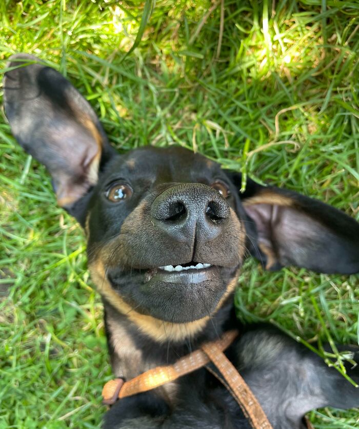 Wanted To Share My Favorite Picture Of My Sausage