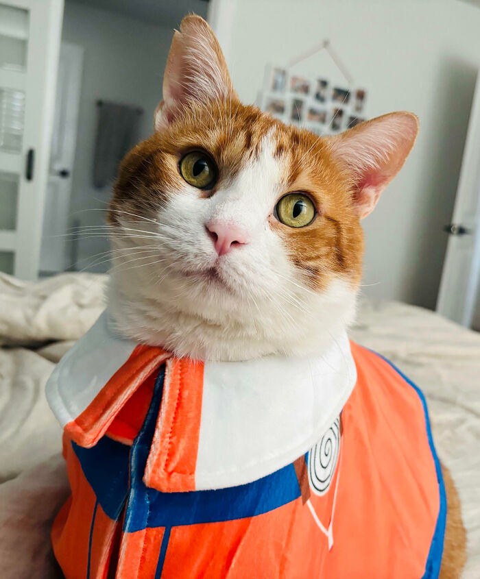 Winston In His Naruto Costume For Halloween