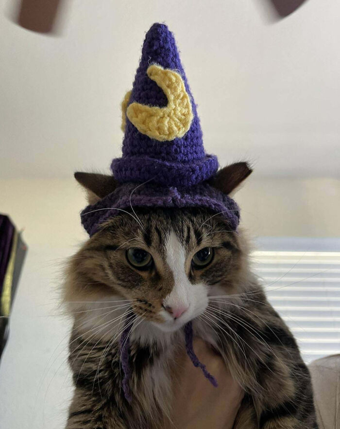 My Friend’s Cat With The Wizard Hat I Made Him For Halloween