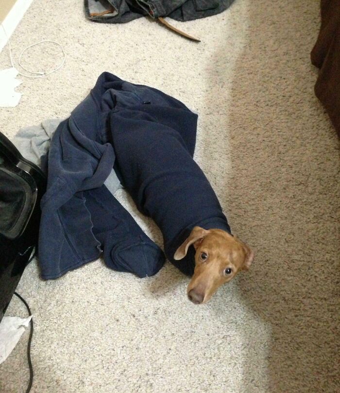 My Miniature Dachshund Was Crying From My Bedroom, So I Decided To See What The Issue Was. He Is Stuck In The Arm Of My Sweatshirt