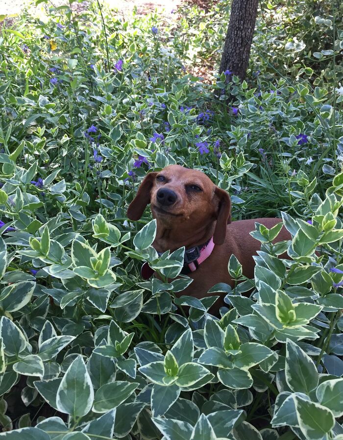 Here's A Picture Of My Dachshund Smiling