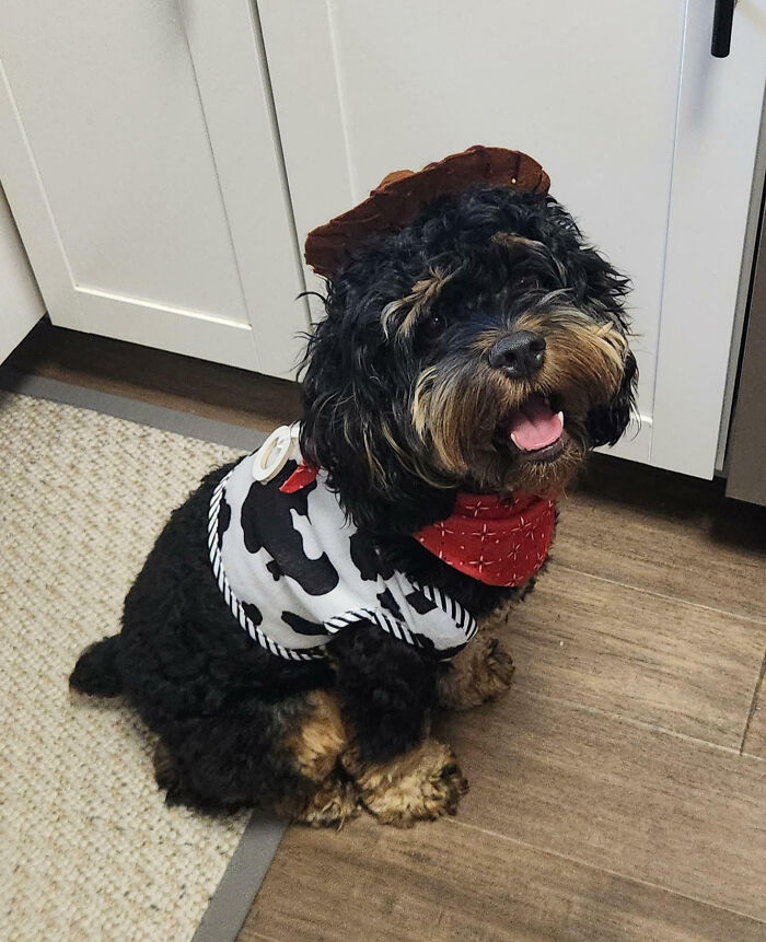 Enzo Is Ready For His 1st Halloween