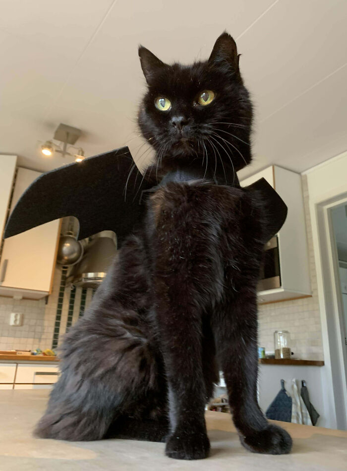 This Little Fella Is 20 Years Old And Got Dressed Up In A Halloween Costume For The First Time! I Think He Looks Great