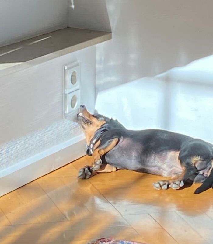 My Dachshund Knows What's Comfortable