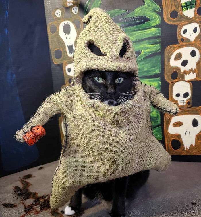 When Mr. Oogie Boogie Says There's Trouble Close At Hand, You'd Better Pay Attention Now 'Cause I'm The Boogie Cat