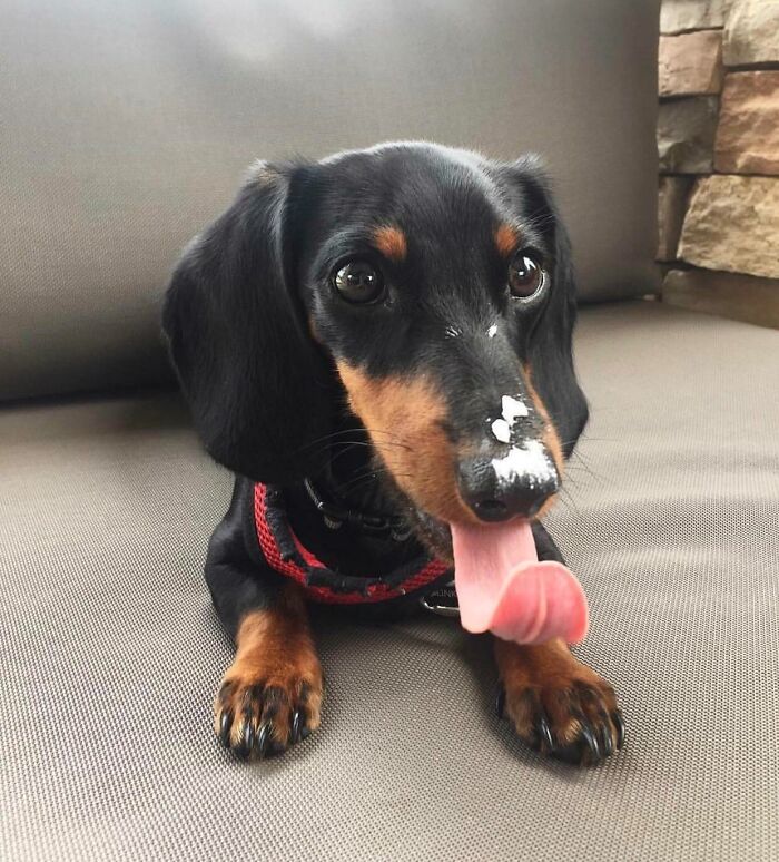 He's Got A Long Tongue 