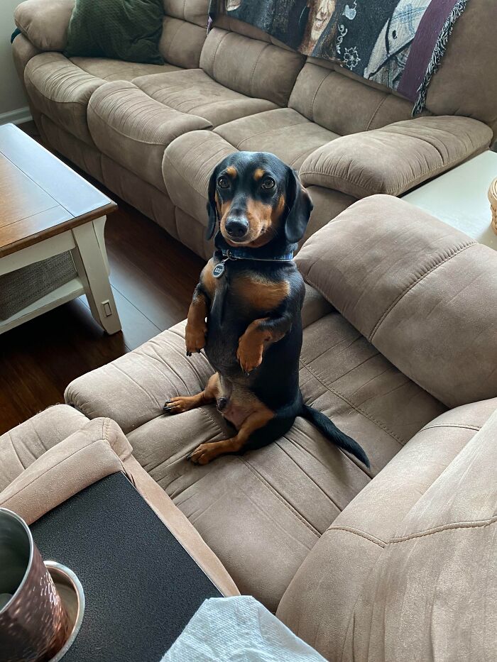 Does Anyone Else's Doxie Do This For Attention? Frankie Does This All The Time, It's So Cute. It's Actually What I Wake Up To Every Morning