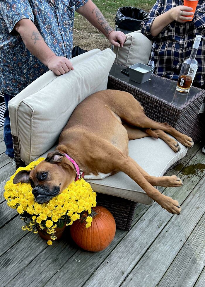 Derpy dog lying awkwardly on outdoor chair with yellow flowers and pumpkin nearby on wooden deck.