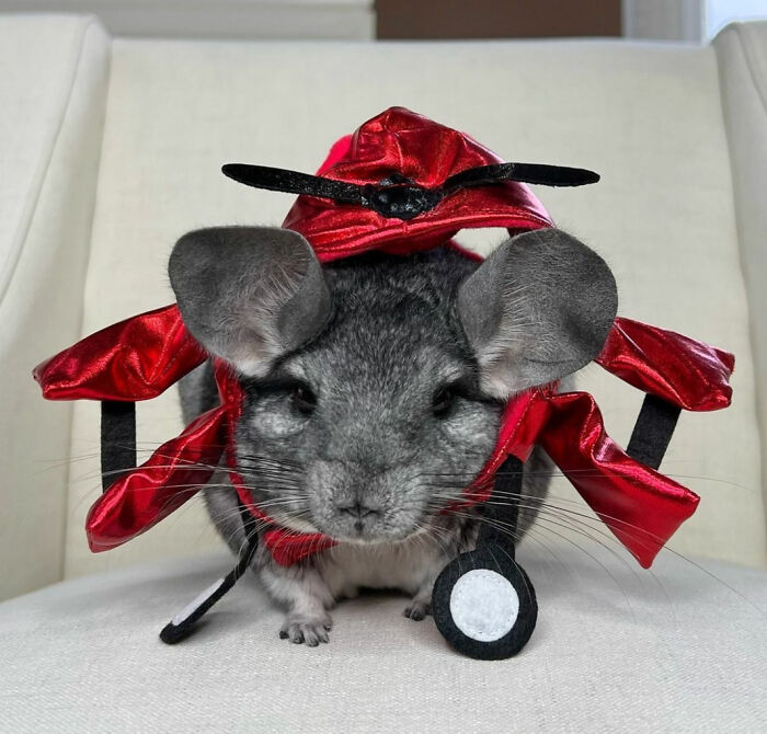 "Y'all Are Just Plane Awesome, Furends"