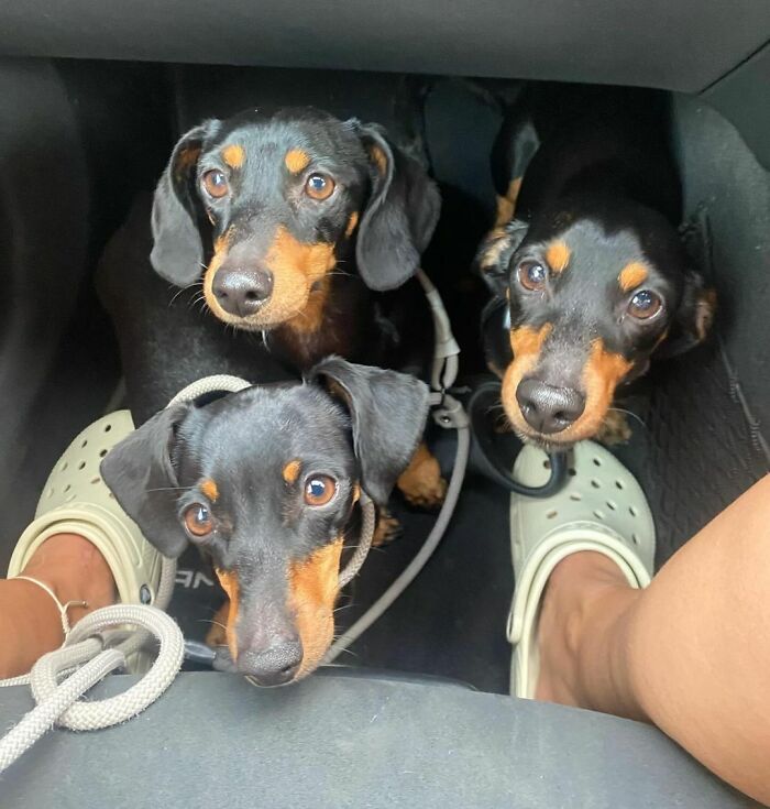 Do You Think They All Want My Lap?