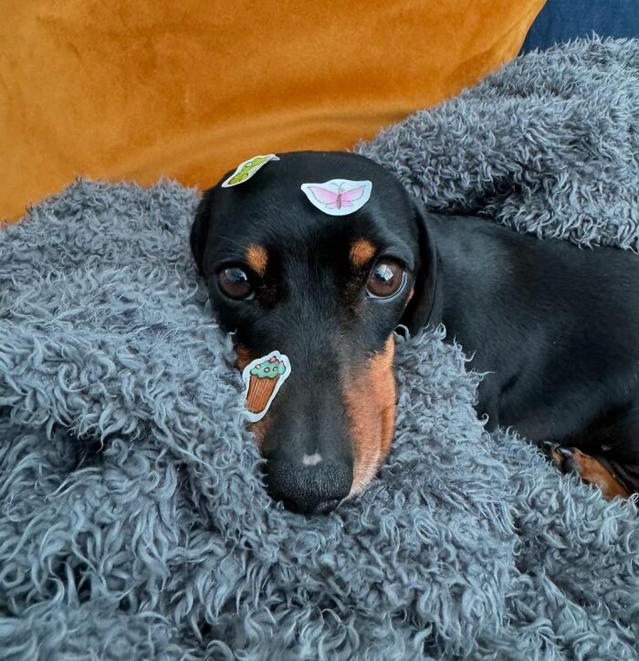 Tell Me You Have A Little Brother, Without Telling Me You Have A Little Brother