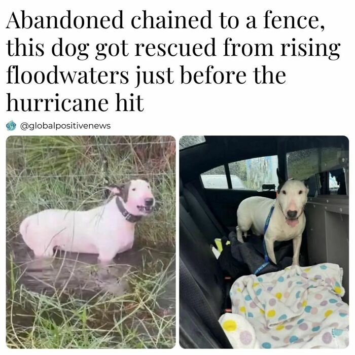 Dog rescued from floodwaters, sitting in car, safe and dry. Faith in humanity restored.