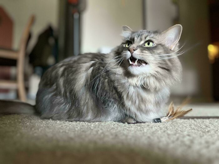 Fluffy cat meowing dramatically on a carpet, showcasing feline drama.