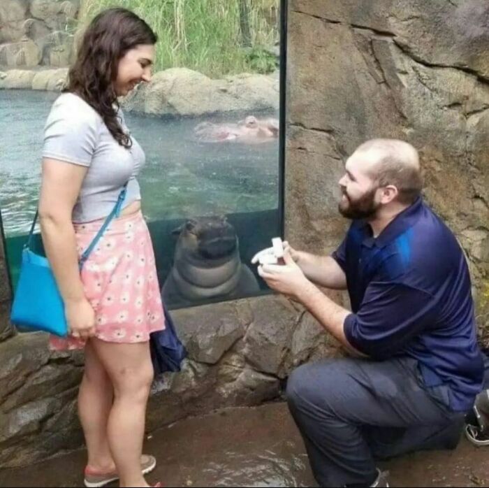 Man pretending to propose to woman at zoo with hippo watching behind glass in a random photos moment.