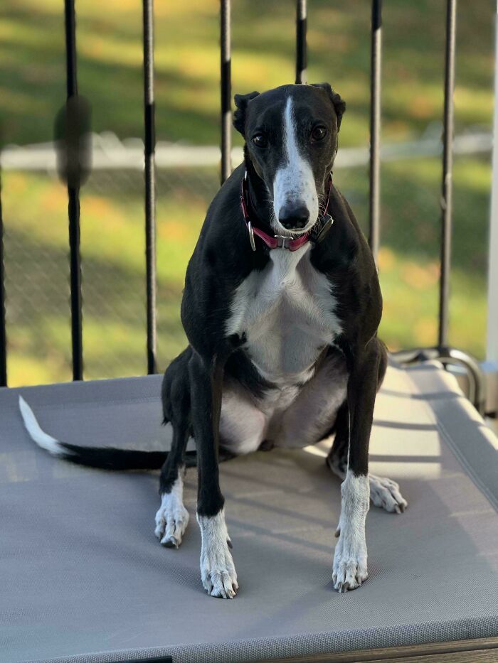 Black and white derpy dog sitting on an outdoor bed on a porch with a blurred green background.