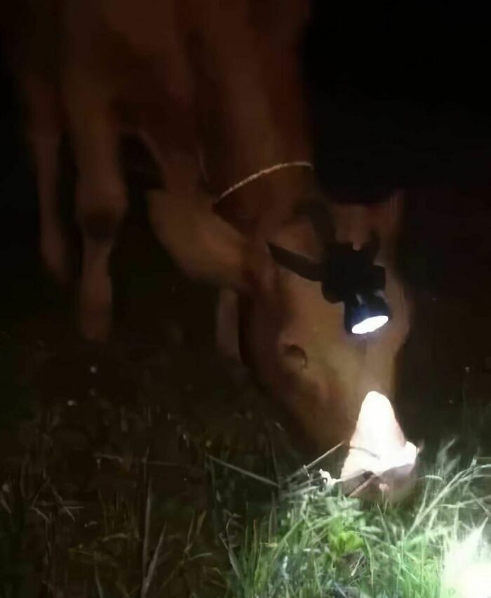 Cow grazing at night with a flashlight on its head, illuminating the grass.