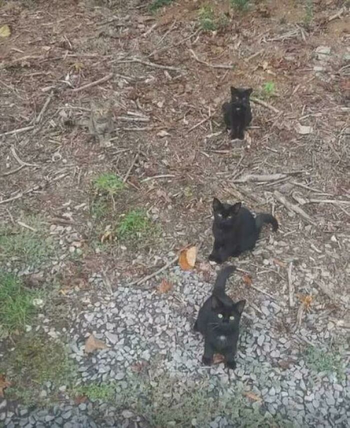 "Three black cats seamlessly merged into the background of a forest floor, blending with the natural surroundings."