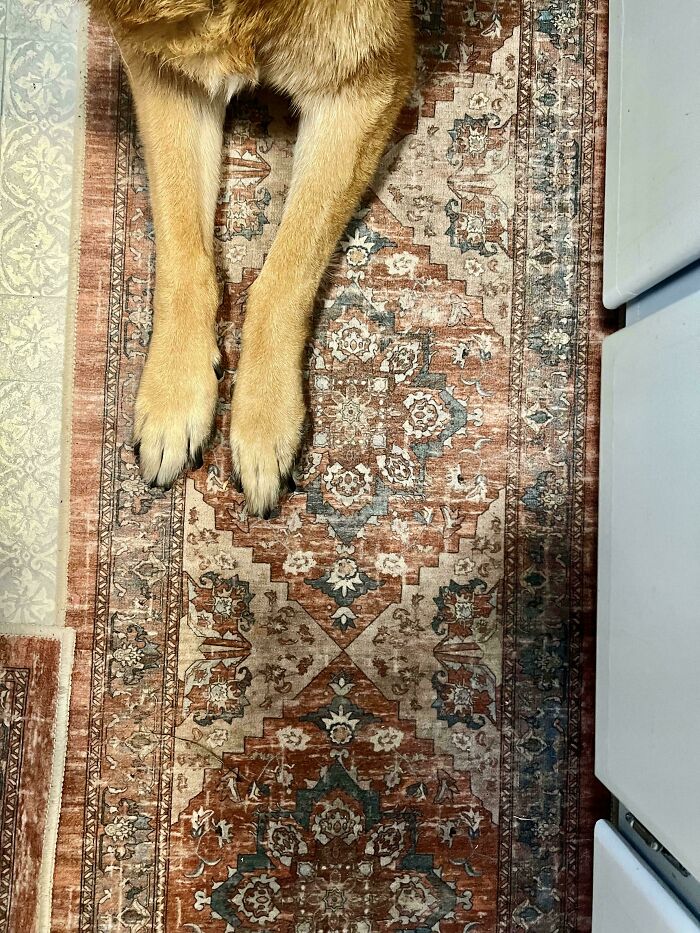 Dog legs blending seamlessly into patterned rug, illustrating objects merging into the background.