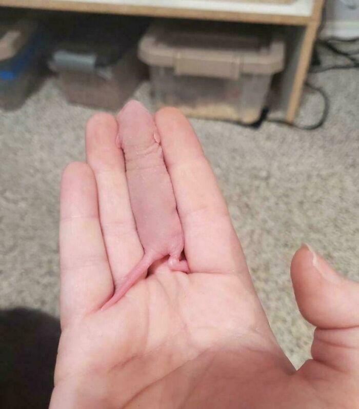 A tiny, pink baby rodent blending seamlessly into a person's hand, highlighting its vulnerability and smooth texture.