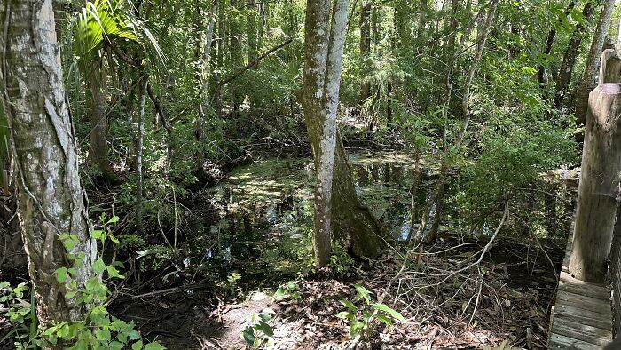 Can You Spot The Croc Watching You From The Swamp?