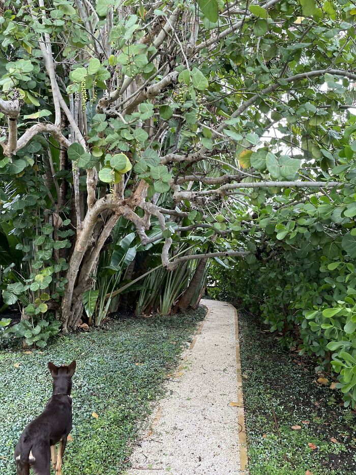 Dog standing on a path leading into lush greenery, object seamlessly merged into the background of interwoven tree branches.