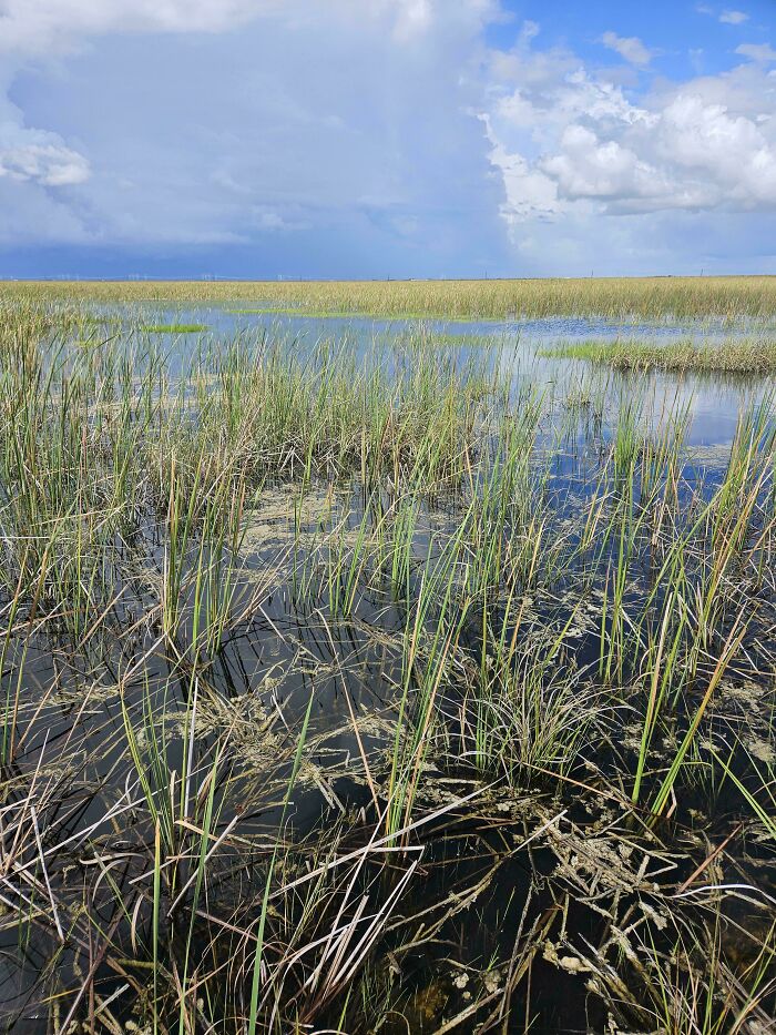 Find The Gator Before It Finds You