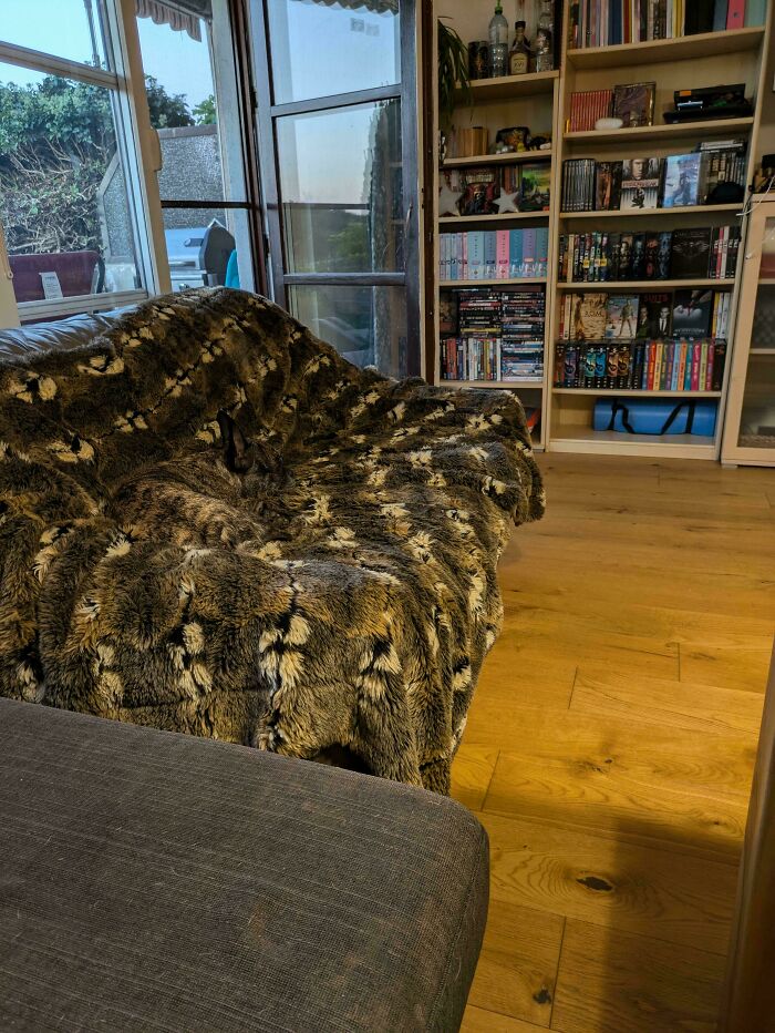 Furry blanket seamlessly merged into the background of a cozy living room with wooden floors and bookshelves.