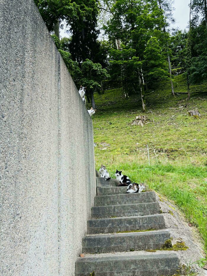 Can You Spot The 6th Kitty?