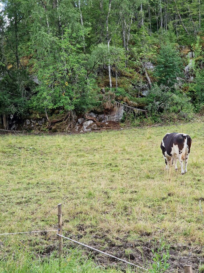 Cow seamlessly merged into green woodland background, showcasing nature's camouflage.