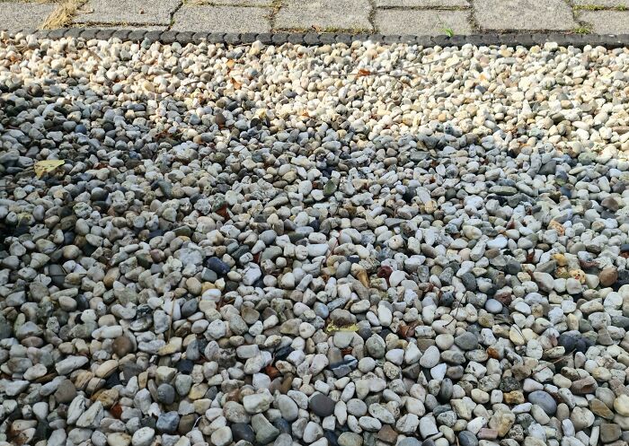 There Are Four Dogs In This Picture